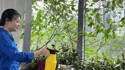 Tuổi trẻ Hội Luật gia Việt Nam hưởng ứng “Ngày Chủ nhật xanh" lần 4