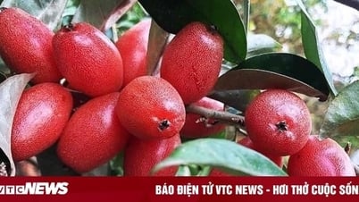Tác dụng chữa bệnh của cây nhót