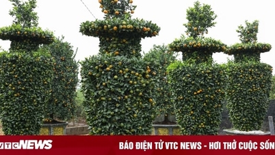 Before Tet, water hyacinth ornamental tangerines worth tens of millions of dong are already 'sold out'