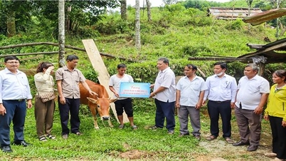 Trà Bồng (Quảng Ngãi): Trao sinh kế, chỉ cách thoát nghèo cho người dân