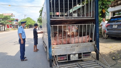 បញ្ឈប់​រថយន្ត​ដឹក​ជ្រូក​ងាប់​ជិត ៨០០​គីឡូក្រាម និង​ជ្រូក​ដែល​មាន​មេរោគ