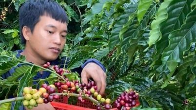 Dự báo giá cà phê ngày mai 30/12/2024 chưa thể phục hồi