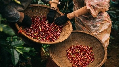 Les prix du café ne montrent aucun signe d'arrêt de la baisse, les prix intérieurs sont proches de la barre des 100 000 VND, la « fièvre » est-elle retombée ?