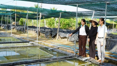 ចិញ្ចឹមត្រីងៀតពិសេស "ហែលទឹកលេង" កសិករ Long An លក់វាក្នុងតម្លៃ 50,000 ដុង/គីឡូក្រាម