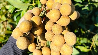 Việt Nam thu hơn 14 triệu USD từ xuất khẩu nhãn