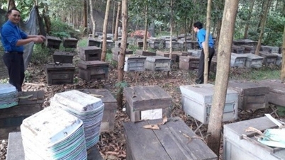 WVI គាំទ្រជនជាតិភាគតិចនៅស្រុក Thuong Xuan (Thanh Hoa) ដើម្បីកែលម្អខ្សែសង្វាក់តម្លៃ