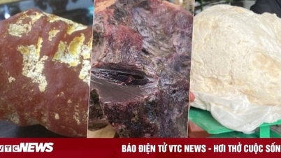 Những lần ngư dân Việt vô tình bắt được 'vàng nổi' trị giá tiền tỷ
