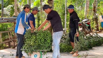 មានផ្លែធូរេន លក់បានថ្លៃជាងធុរេន កសិករក្រុងដាឡាក់សប្បាយចិត្ត តែម្ចាស់ឃ្លាំងសម្ងួតនៅតែបារម្ភរឿងនេះ