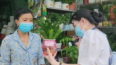 គណៈកម្មាធិការប្រជាជនទីក្រុងហូជីមិញ បញ្ជាឱ្យដាក់ទណ្ឌកម្មអ្នកដែលមិនលុបបំបាត់ប្រភពបង្កាត់ពូជនៃមូសខ្លា។