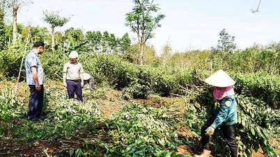 Ở một nơi của Quảng Trị, dân trồng cây an xoa tốt um trên đồi, hễ cắt là bán giá hời, cả làng vui