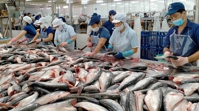 Xuất khẩu cá tra dần khởi sắc, lợi nhuận của Vĩnh Hoàn sẽ cải thiện mạnh?