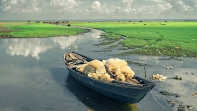 Trảng cỏ non đẹp như tranh ở hồ Trị An