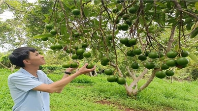 Loc Ninh (Binh Phuoc)៖ ដើមទុនឥណទានគោលនយោបាយជួយដល់ផលិតកម្ម និងគ្រួសារអាជីវកម្មនៅតំបន់លំបាក។