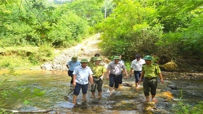 Công tác khoán bảo vệ rừng và phát triển rừng theo Chương trình MTQG 1719 ở Nghệ An: Sớm tháo gỡ khó khăn thì cơ sở mới thuận lợi thực hiện