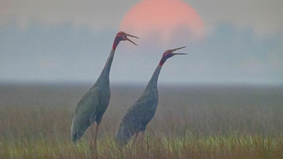 Solution to bring red-crowned cranes to Tram Chim