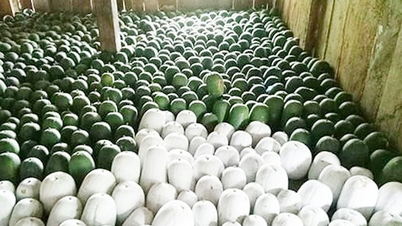 Giá tiêu tăng mạnh; bí xanh thơm Bắc Kạn vào vụ giá 20.000 đồng/kg