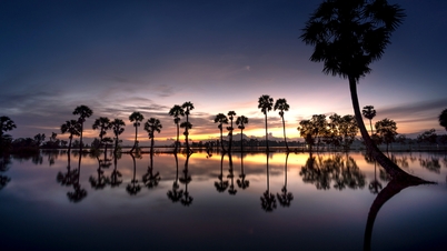 Des images d'une beauté déchirante des champs de palmiers à An Giang