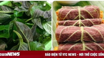 ឱសថពីស្លឹកសុបិនដែលមានរោម