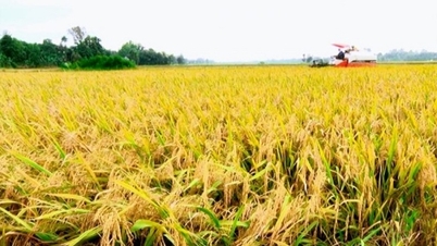 Giá gạo tăng 50 -200 đồng/kg; giá phụ phẩm giảm