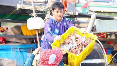 어부들은 매일 그물을 던져 게를 잡아 수백만 동의 수입을 올립니다.