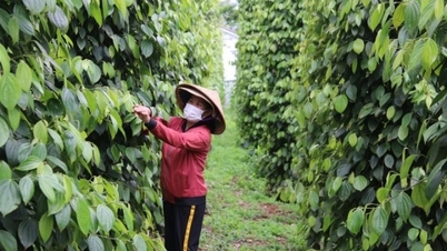 Giá tiêu sẽ có những biến động mạnh trong tháng 8