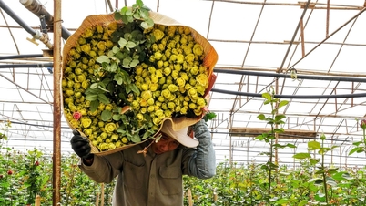 តម្លៃ​ផ្កាកុលាប​ដាឡាត់​ឡើង​ថ្លៃ​ជា​បន្តបន្ទាប់​មុន​ថ្ងៃ​ទិវា​គ្រូបង្រៀន​វៀតណាម