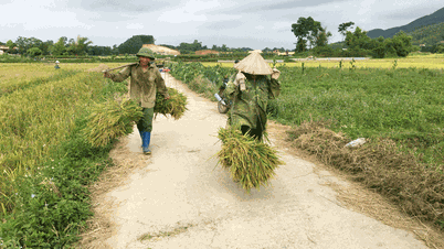 Nhớ đôi gióng gánh