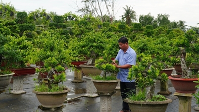 Chuyện tậu cơ ngơi trăm tỷ của nghệ nhân bonsai Sa Đéc