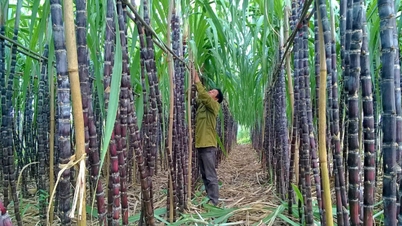 Son La Sugarcane (SLS) បង់ភាគលាភជាសាច់ប្រាក់ក្នុងអត្រា 200%