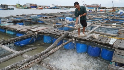 Bàn giải pháp phát triển nghề nuôi biển đến năm 2025, tầm nhìn năm 2030