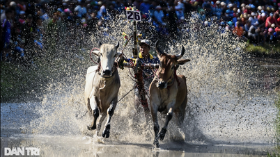 Působivé momenty na festivalu býčích závodů v Bay Nui 2024