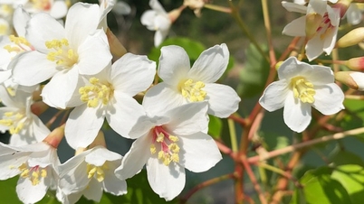 The Truong Son mountain range is covered in pure white color of Bauhinia flower season