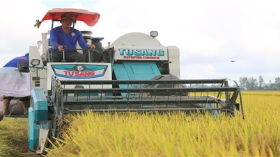 Cơ hội mới của người trồng lúa