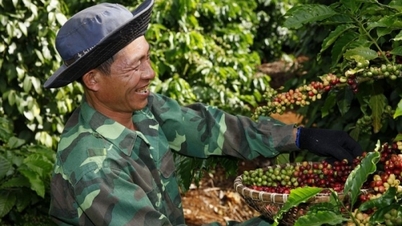 Xuất khẩu cà phê  tăng cao, Việt Nam quyết xây dựng vùng cà phê đạt chuẩn