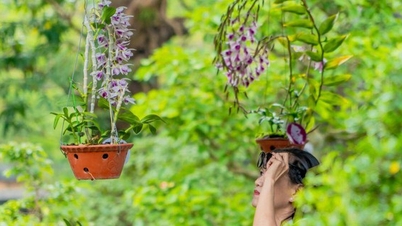 រុក្ខជាតិ​លម្អ និង​ផ្កា​អ័រគីដេ​មកពី​បី​តំបន់​បង្ហាញ​រាង និង​ពណ៌​របស់​វា​នៅ​ក្នុង​សួន Royal Garden ក្នុង​ទីក្រុង Hue