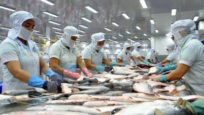 Nach der „Rettung“ könnte dieser Posten im Jahr 2023 5 Milliarden USD erreichen; Pangasius „isst gemessen“ jede Bestellung