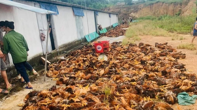 Electrical short circuit in hot weather, 10,000 chickens died