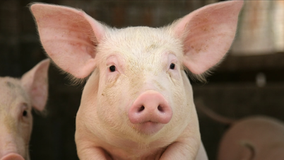 Understanding pig language thanks to AI, still dare to eat pork?