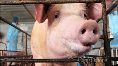 Pig price today, August 17, 2024: All sideways, fluctuating from 61,000
