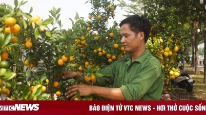 តេត ដាំ​ឈើ​លម្អ​តាម​ផ្លូវ​អាជីវករ​ចាំ​អតិថិជន