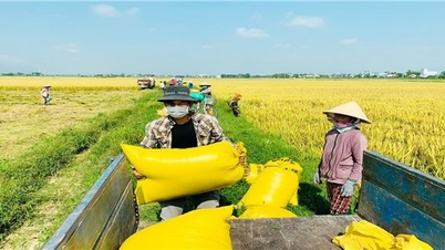 Liên kết sản xuất nông nghiệp để gia tăng giá trị
