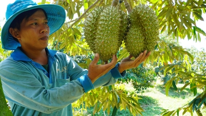 Reviewing growing areas to soon export frozen coconuts and durians to China