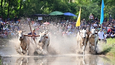 Tưng bừng lễ hội đua bò Bảy Núi 2024