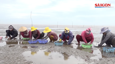 Tien Giang: Clam farming achieves ASC international certification