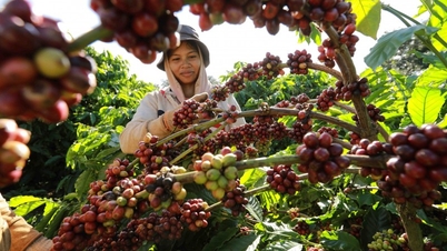 Giá cà phê cao nhất 5 tháng, xuất khẩu cà phê có cơ hội tăng tốc