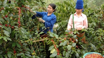 Nguồn cung giảm sâu, xuất khẩu cà phê tăng vọt