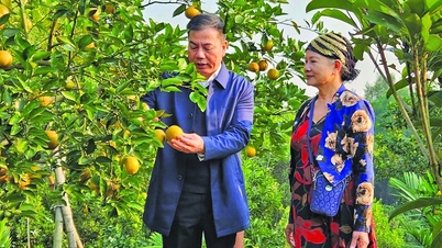 신용자본, 투옌꽝의 특수 오렌지 개발 지원