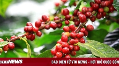 Giá cà phê hôm nay 2/12: Ổn định sau chuỗi ngày tăng cao kỷ lục