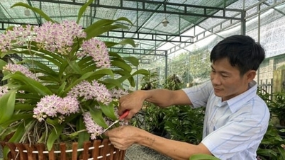 ព្រៃឈើនៅព្រំដែន Lan Ngoc ត្រូវបានលក់អស់ក្នុងកំឡុងតេត