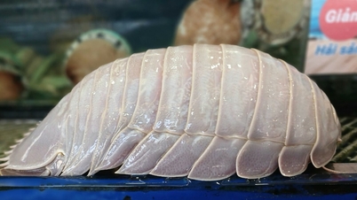 Bọ biển giá đắt ngang tôm hùm xanh